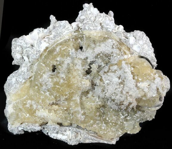 Golden Crystal Filled Fossil Gastropod - Ruck's Pit #48320